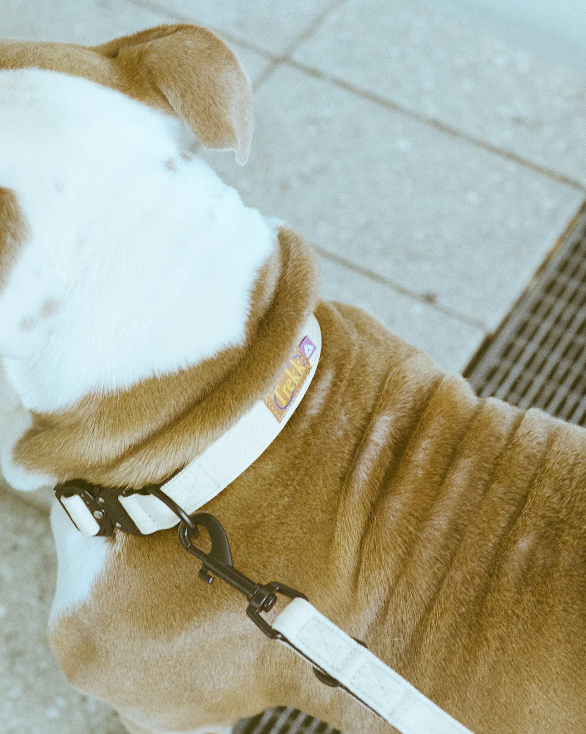 Trekk Dog Collar - Image 7
